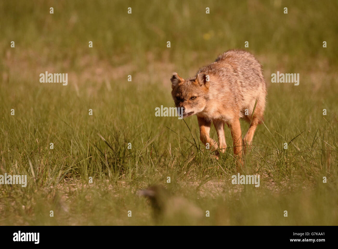 European jackal, Canis aureus moreoticus, Single mammal on grass, Romania, June 2016 Stock Photo
