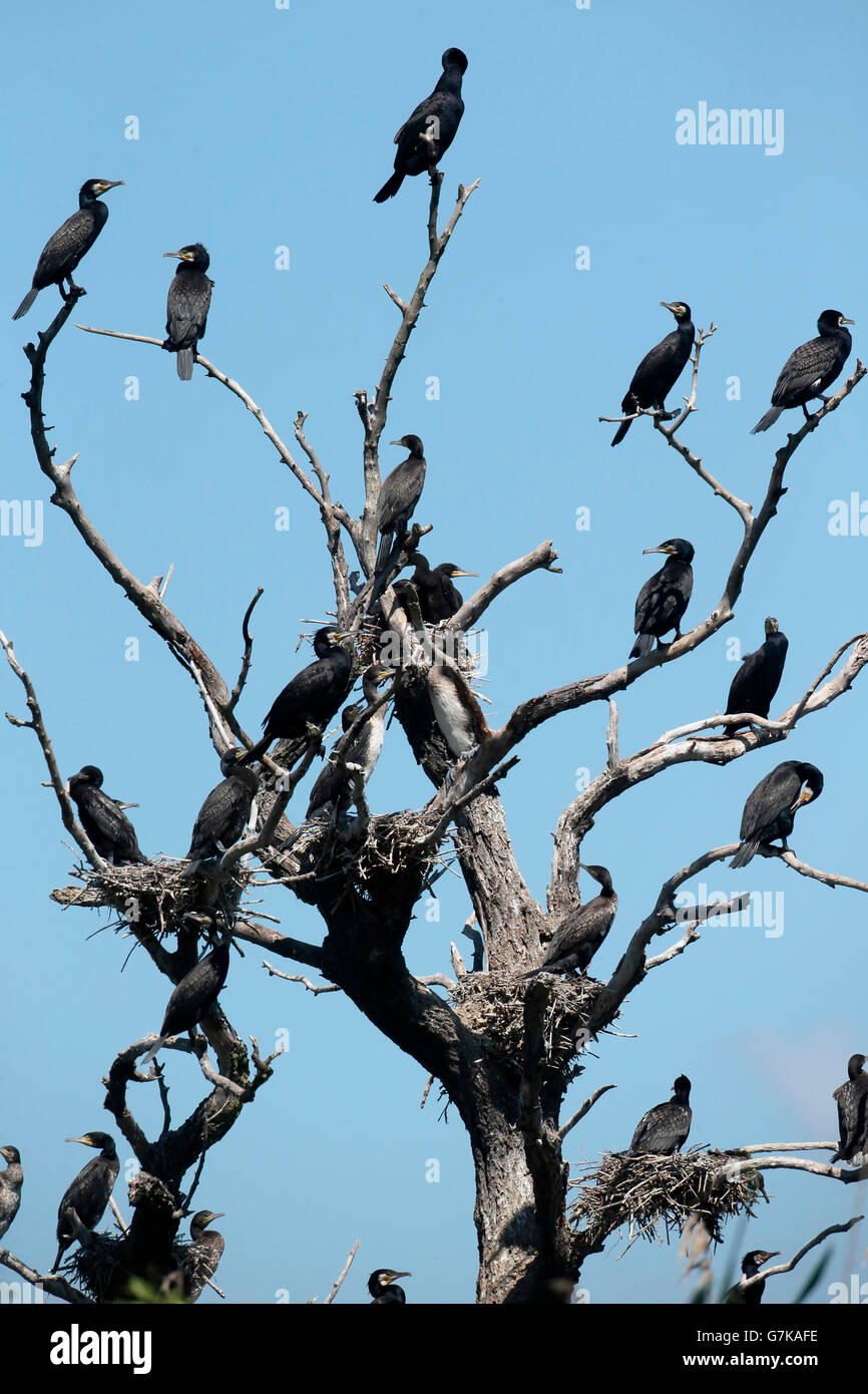 Great cormorant, Phalacrocorax carbo, Colony of birds in tree, Romania, June 2016 Stock Photo