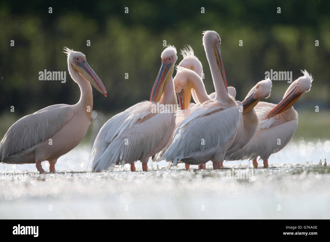 Great white-pelican, Pelecanus onocrotalus, Group in water, Romania, June 2016 Stock Photo