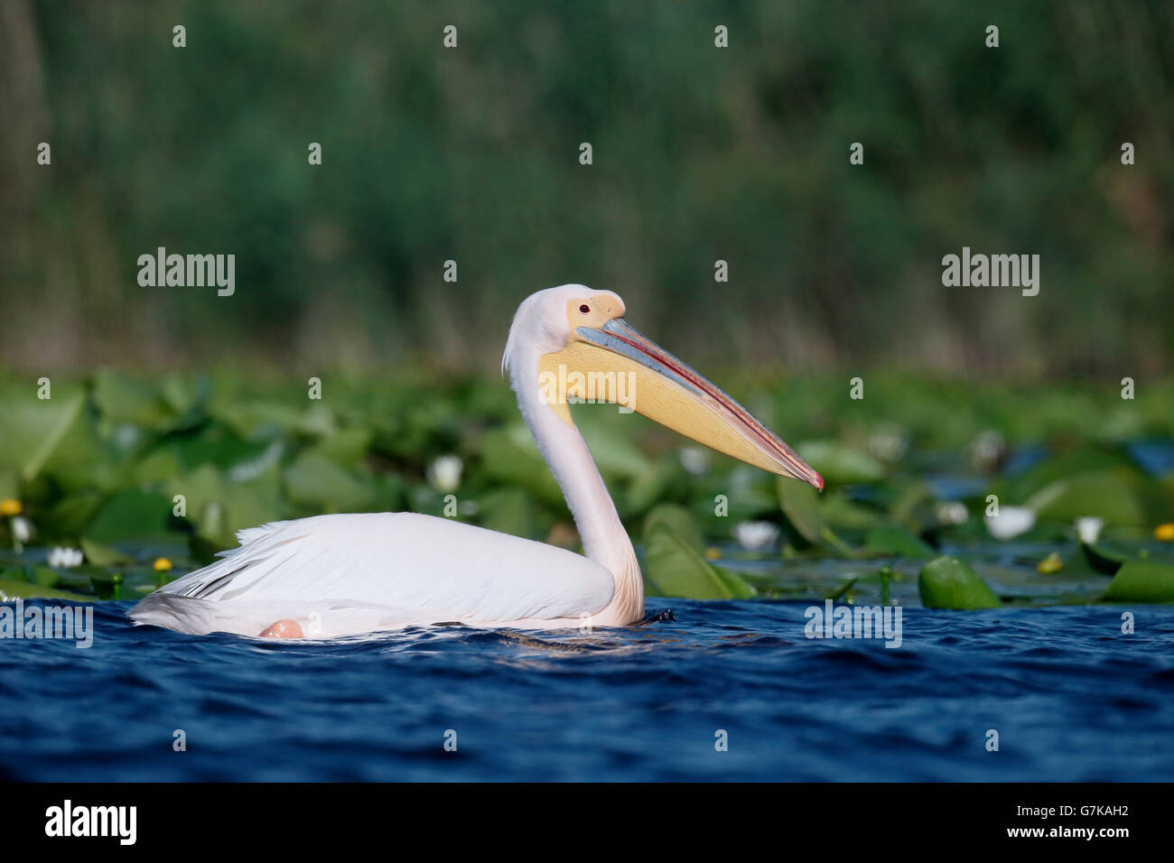 Great white-pelican, Pelecanus onocrotalus, Single bird in water, Romania, June 2016 Stock Photo