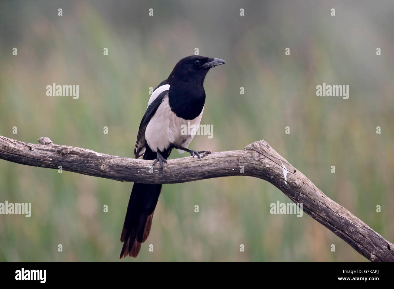 Magpie, Pica pica, single bird on branch, Romania, June 2016 Stock Photo