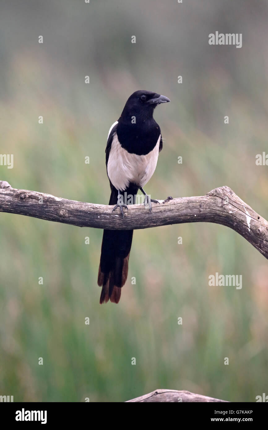 Magpie, Pica pica, single bird on branch, Romania, June 2016 Stock Photo