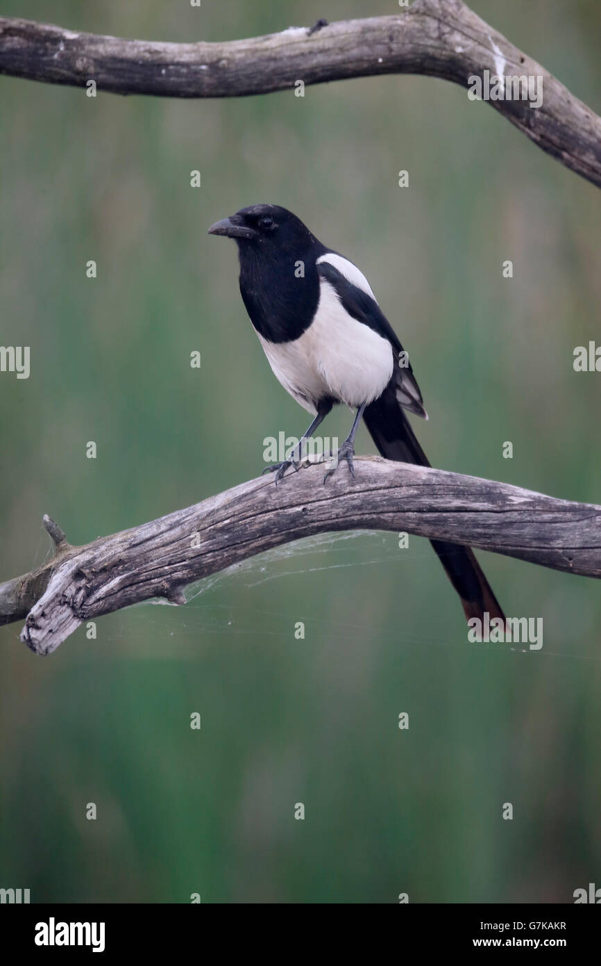 Magpie, Pica pica, single bird on branch, Romania, June 2016 Stock Photo