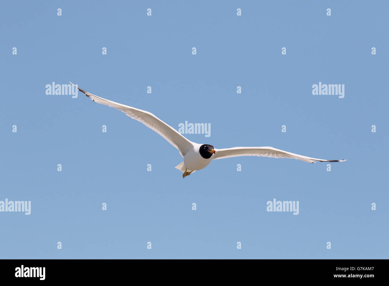 Pallas's gull, Larus ichthyaetus, single bird in flight, Romania, June 2016 Stock Photo