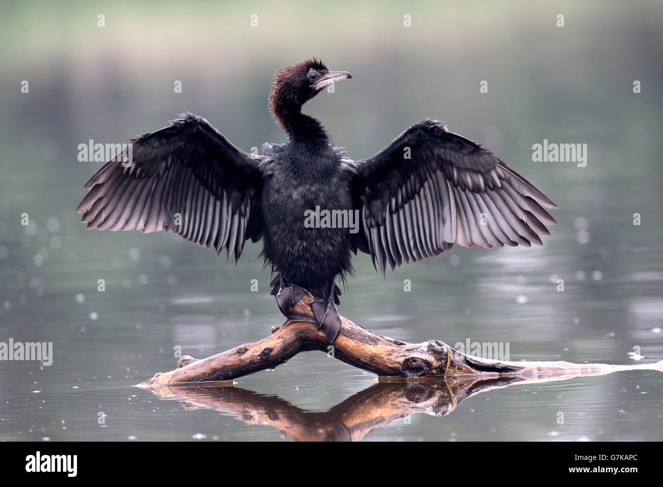 Pygmy cormorant, Phalacrocorax pygmeus, single bird on branch, Romania, June 2016 Stock Photo