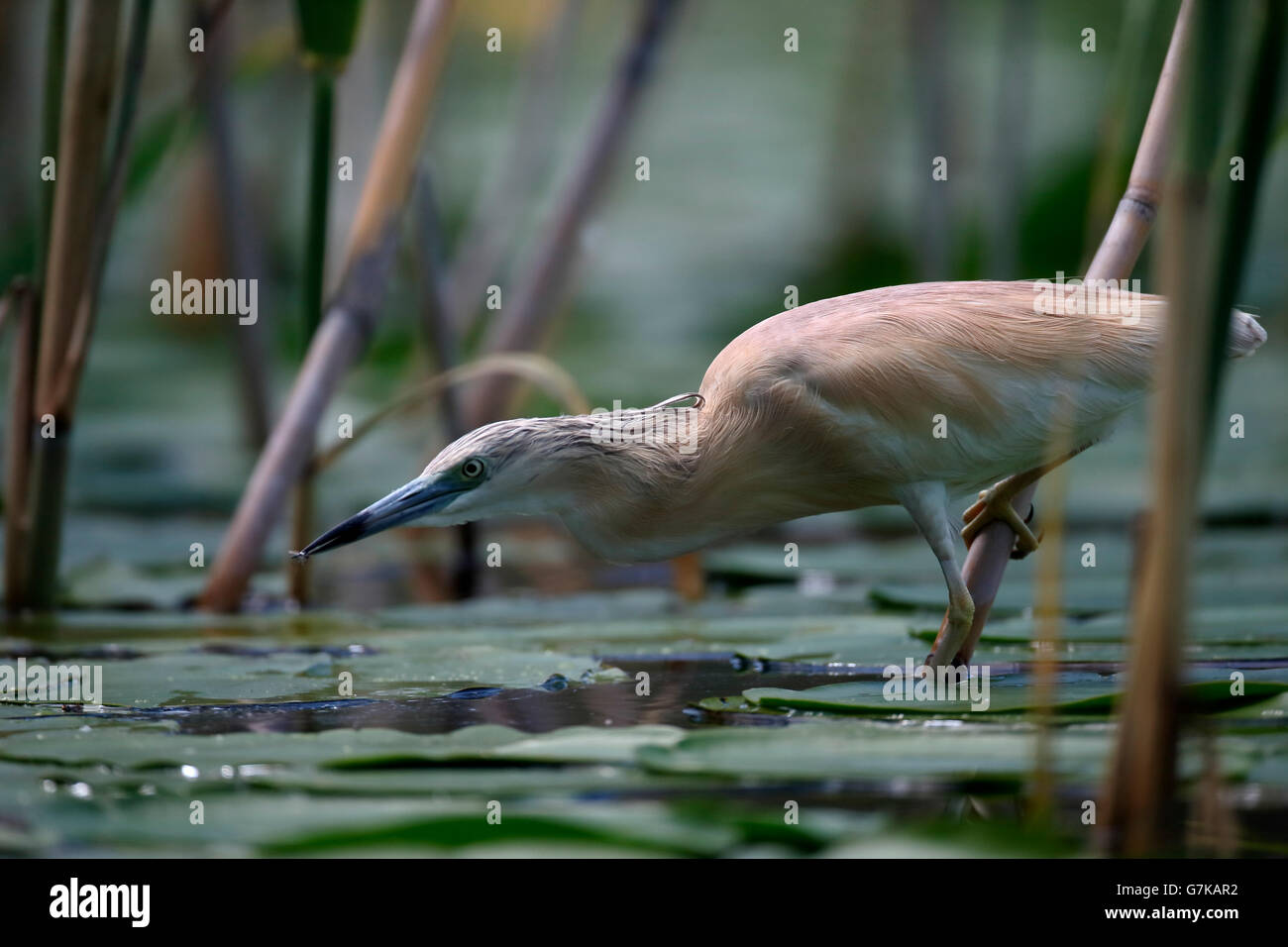 Squacco heron, Ardeola ralloides, single bird by water,      Romania, June 2016 Stock Photo