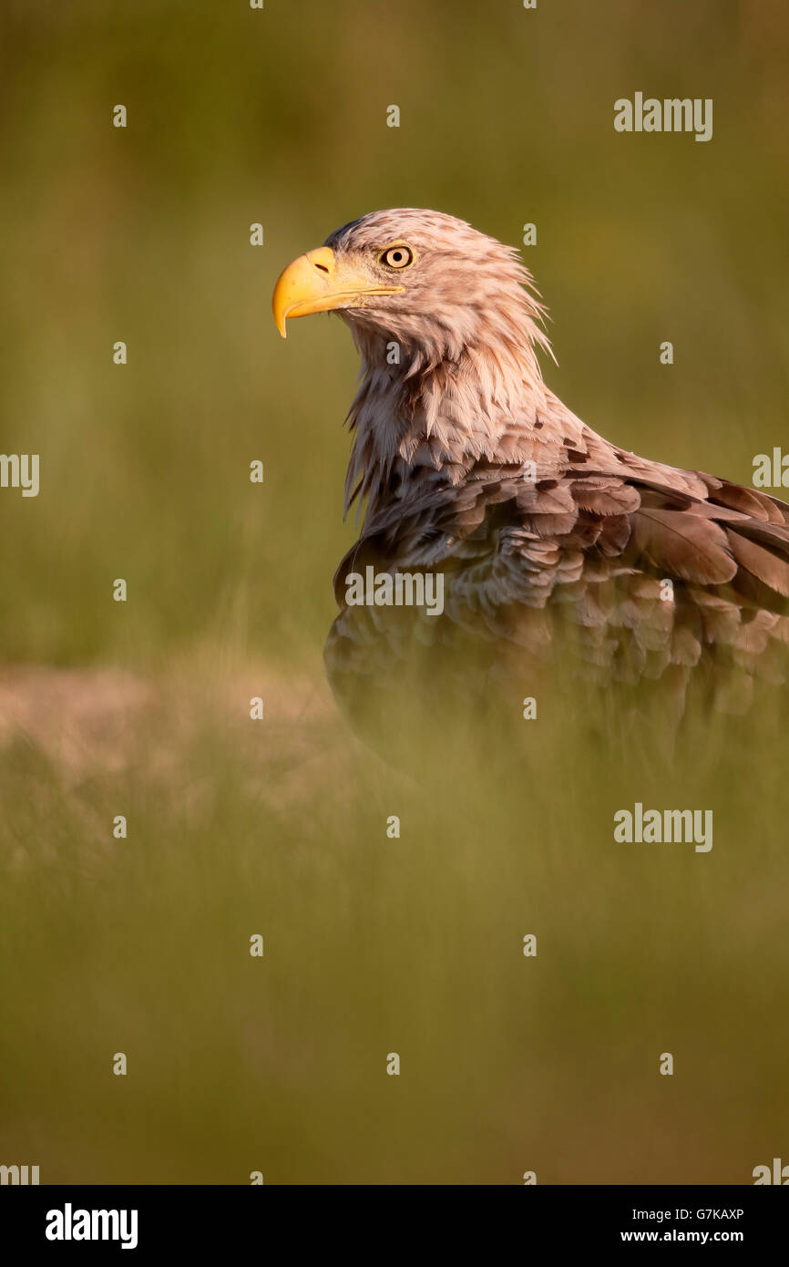 White-tailed sea-eagle, Haliaeetus albicilla, single bird on grass, Romania, June 2016 Stock Photo