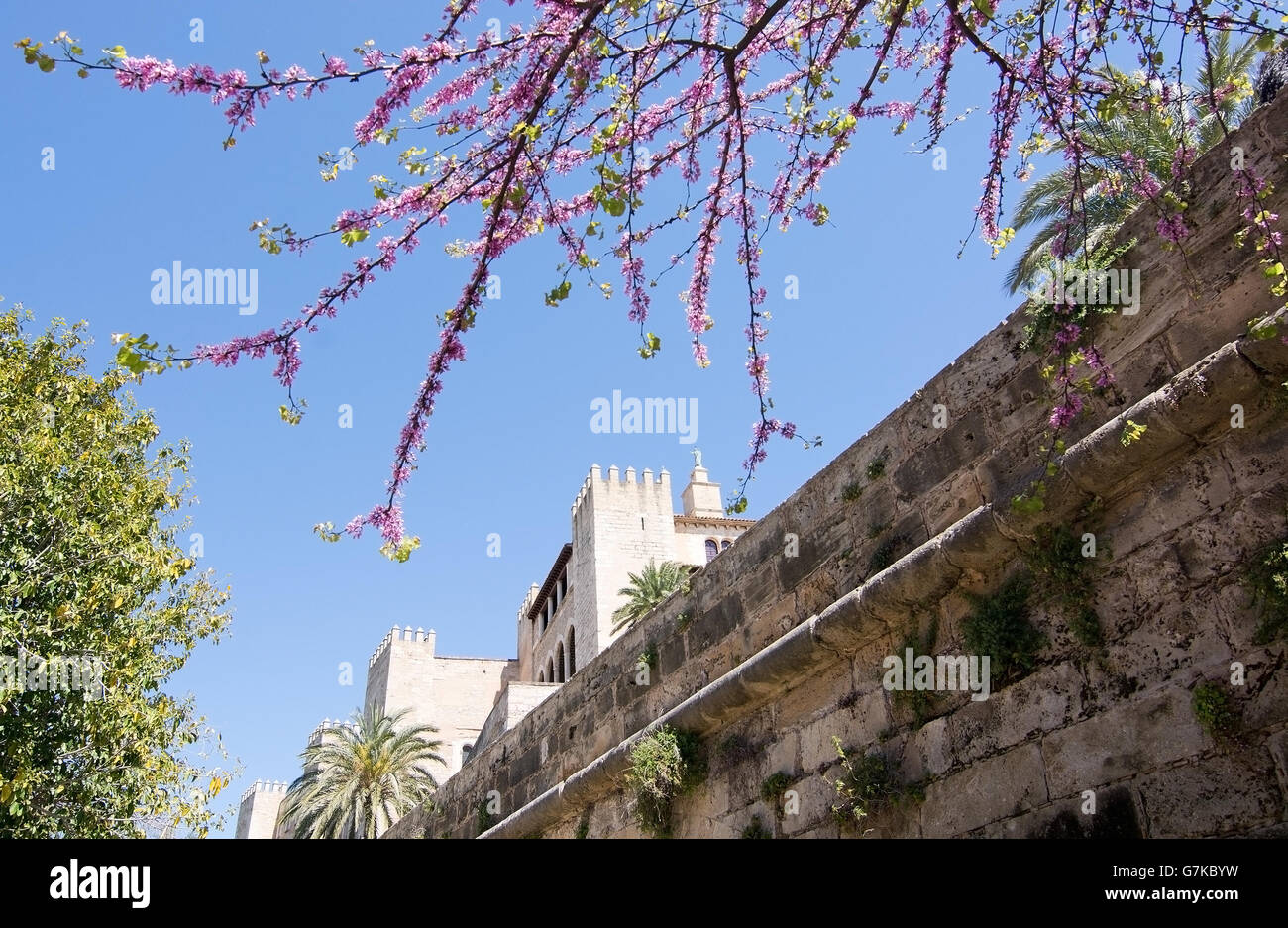 Spring flowers mallorca hi-res stock photography and images - Alamy
