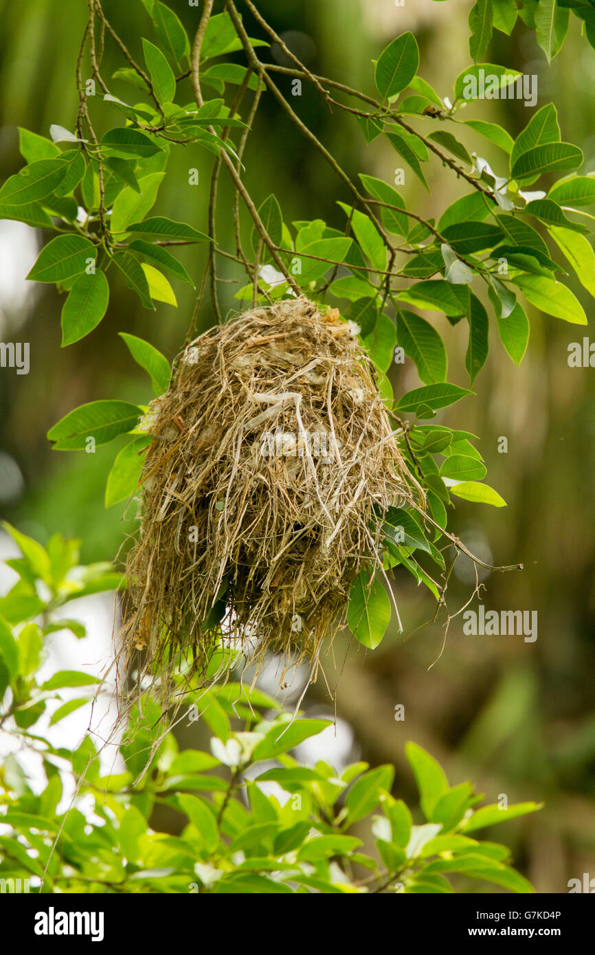 Rosethroated Becard Pachyramphus aglaiae La Bajada, Nayarit, Mexico 8