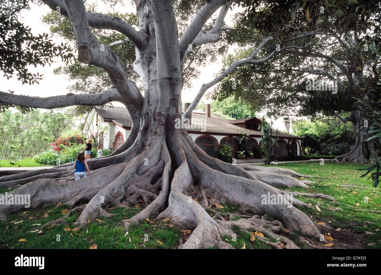 Massive, twisted and aggressive roots easily identify the Moreton Bay fig tree (Ficus macrophylla), which is also known as an Australian banyan tree and most common along the eastern coast of Australia where Moreton Bay is located. These trees have shallow roots called buttress roots because they spread out to keep the tree from falling over. The wide-ranging roots also help the tree to obtain more nutrients from the soil. This old fig tree specimen was photographed at Rancho Los Alamitos Historic Ranch and Gardens in Long Beach, California, USA. Stock Photo