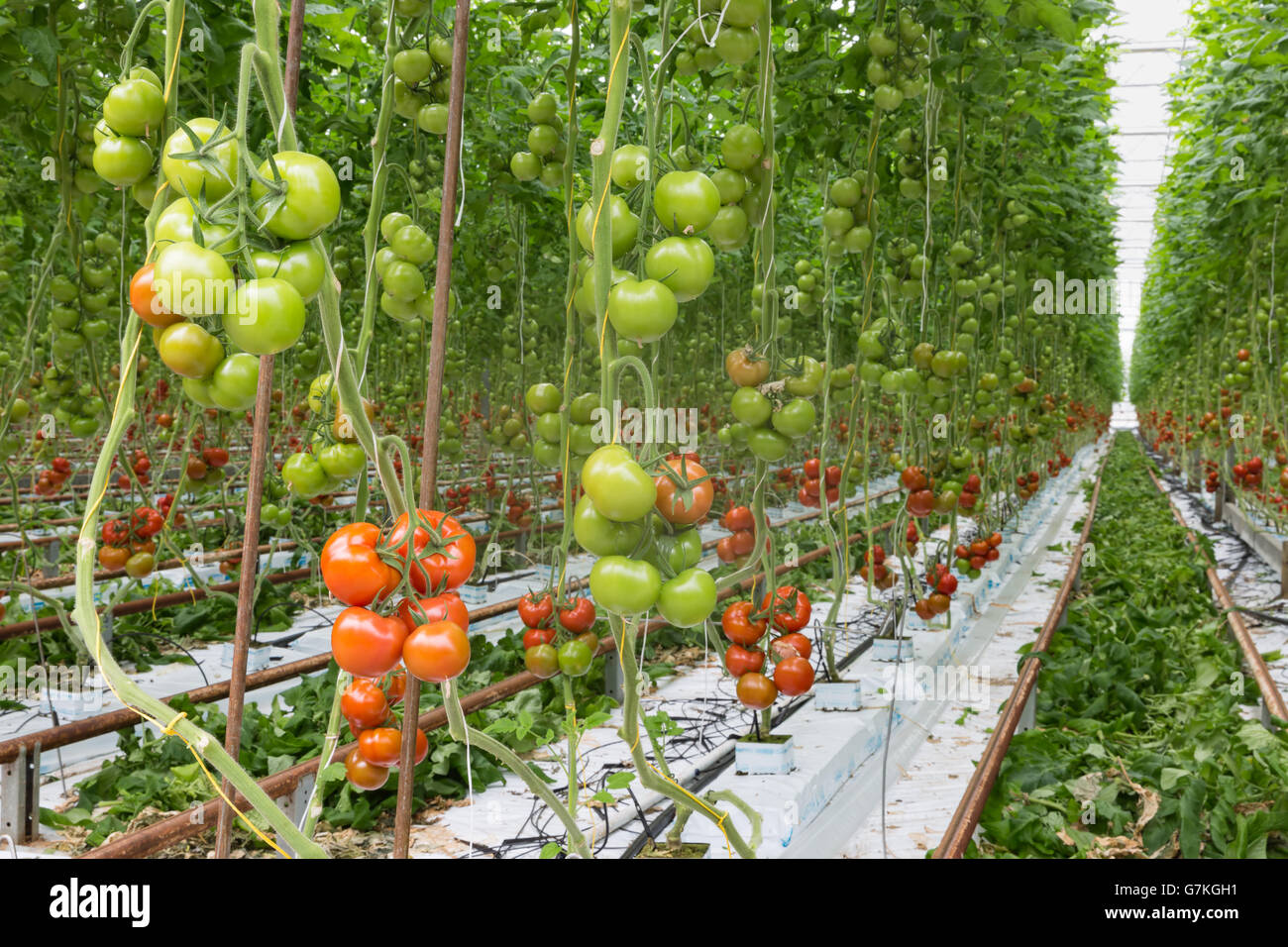 Tomatoes ripening in a big greenhouse Stock Photo - Alamy