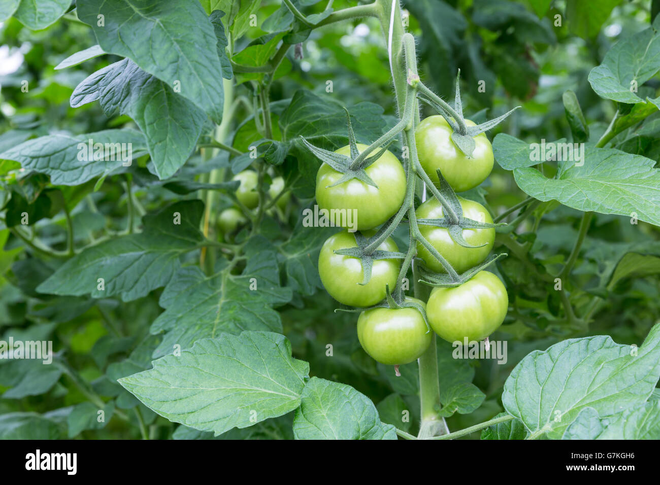 Bunch with green tomatoes growing in a greenhouse Stock Photo Alamy