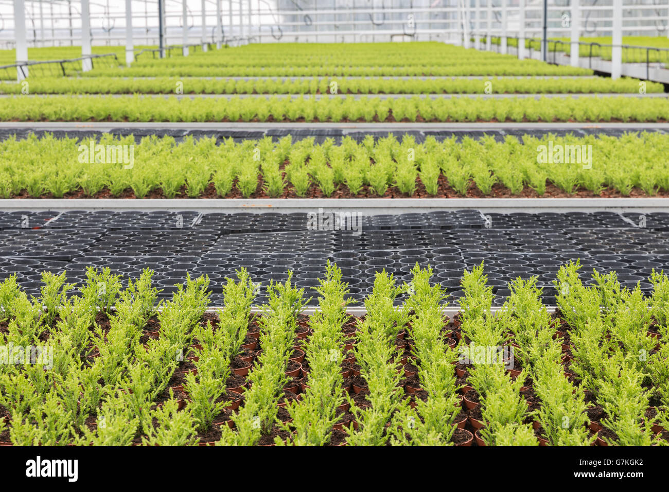 Dutch horticulture with cypresses growing in a greenhouse Stock Photo