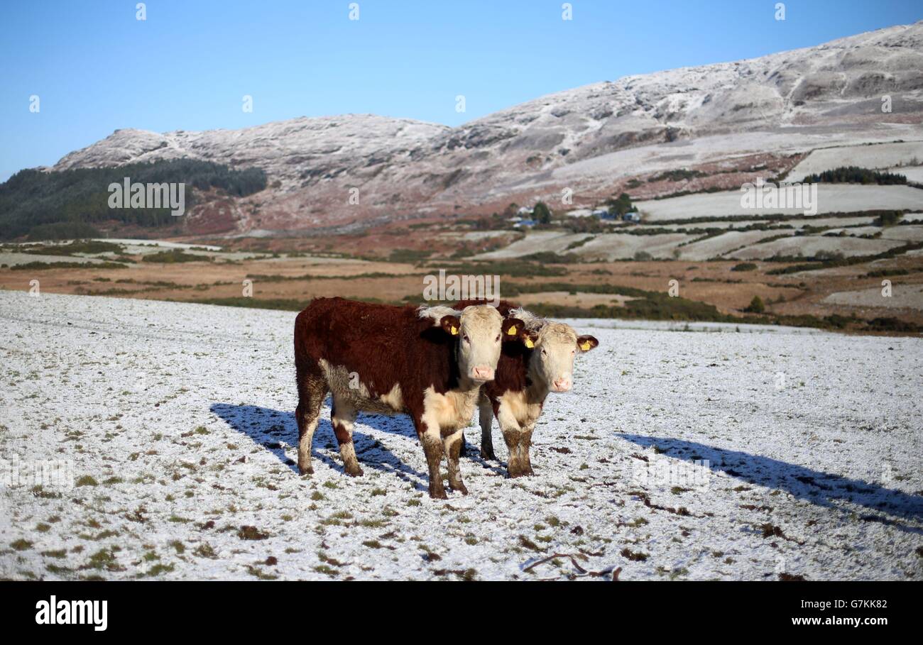 Cattle in the Cooley Mountains in County Louth, as temperatures drop across Ireland. Stock Photo