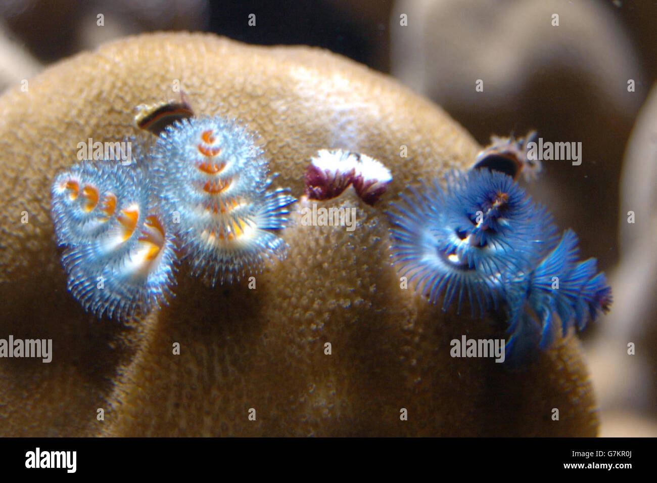 Christmas Tree Worms London Zoo. Christmas Tree Worms Stock Photo Alamy