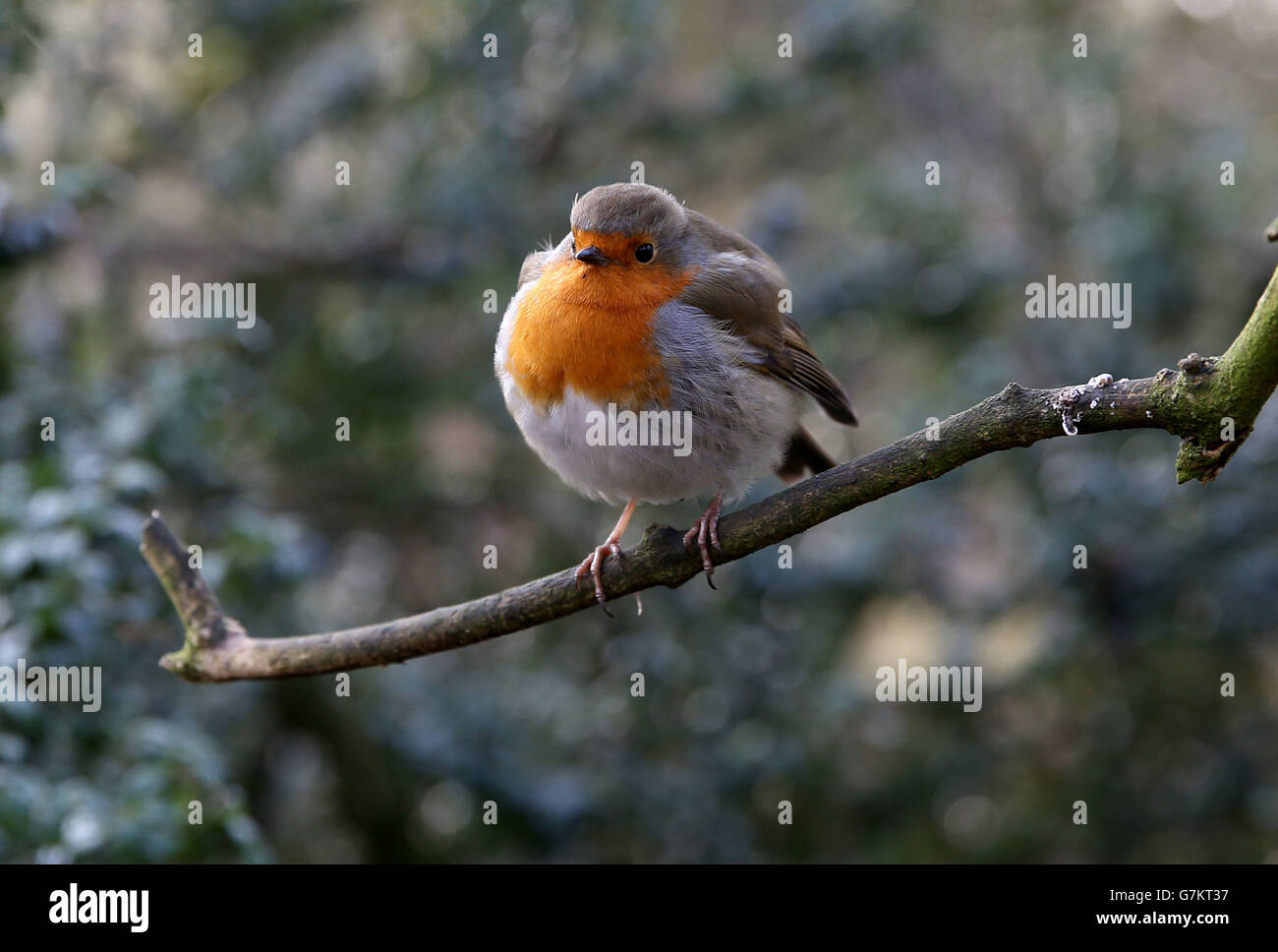 A robin in the grounds of Rufford Abbey, Nottinghamshire, as the cold snap continues. Stock Photo