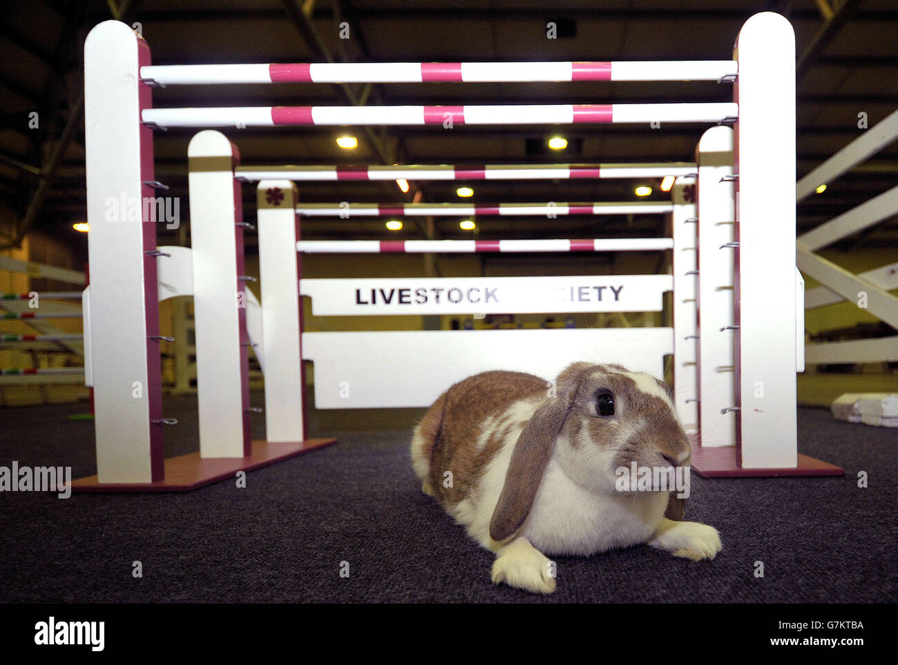 Tora, one of the show jumping rabbits, takes a break at Burgess Premier