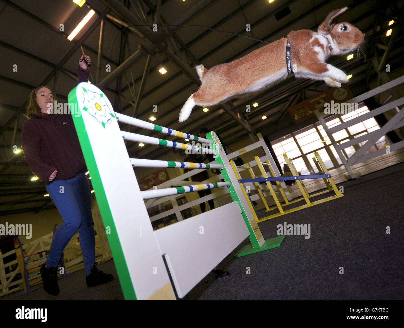 News animals rabbits hires stock photography and images Alamy