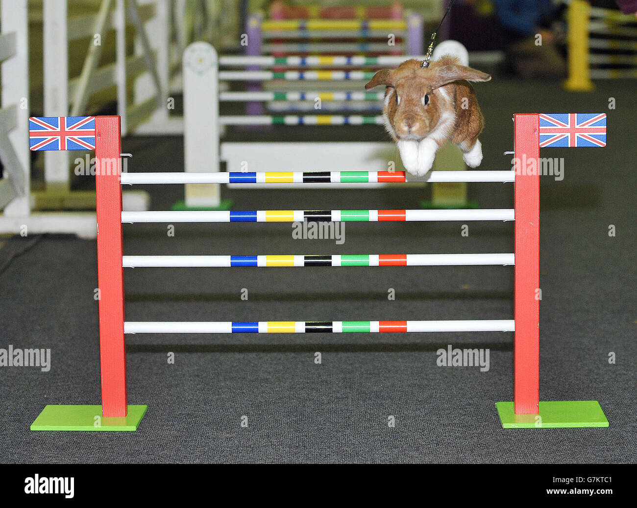 Mio, one of the show jumping rabbits, in action at Burgess Premier Small Animal Show, in Harrogate, North Yorkshire. Stock Photo