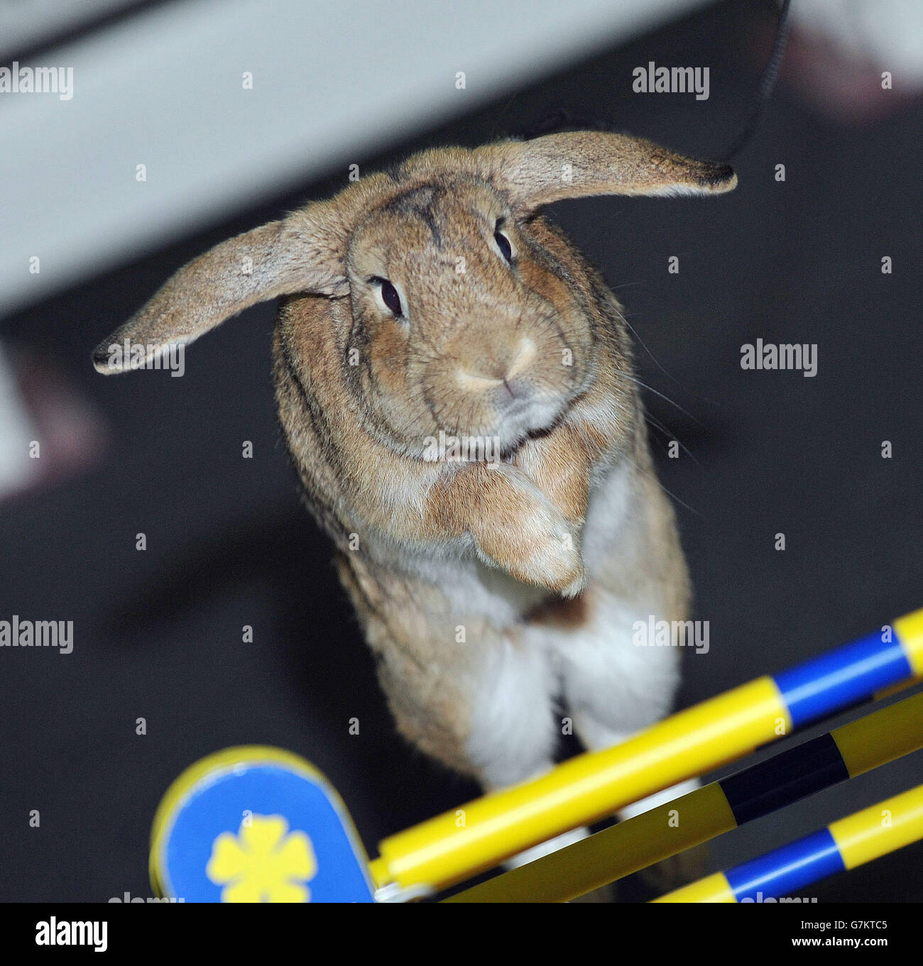 One show jumping rabbits hires stock photography and images Alamy