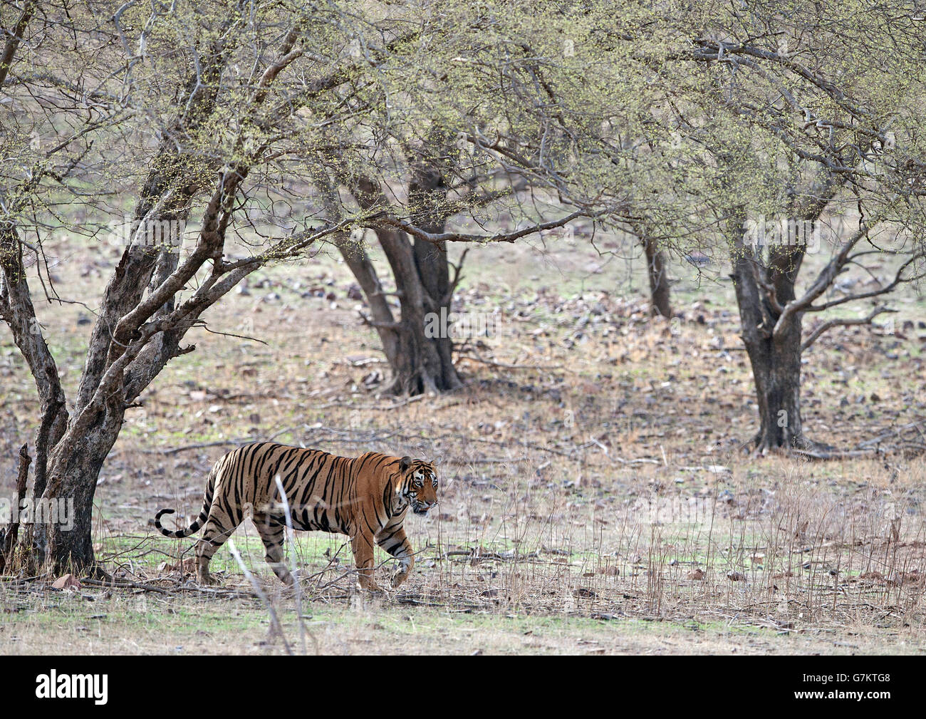 The image of Tiger ( Panthera tigris ) Pacman or T85 was taken in Ranthambore, India Stock Photo