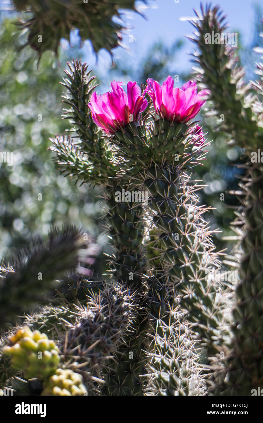 Opuntia rosea Stock Photo