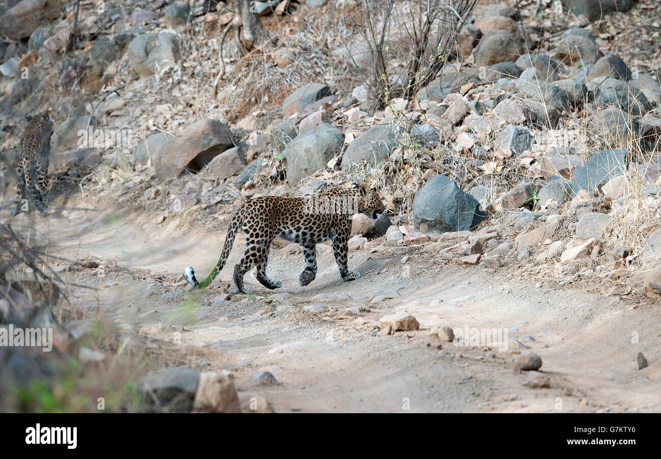 The image of 2 Leopards ( Panthera pardus)  was taken in Ranthambore, India Stock Photo