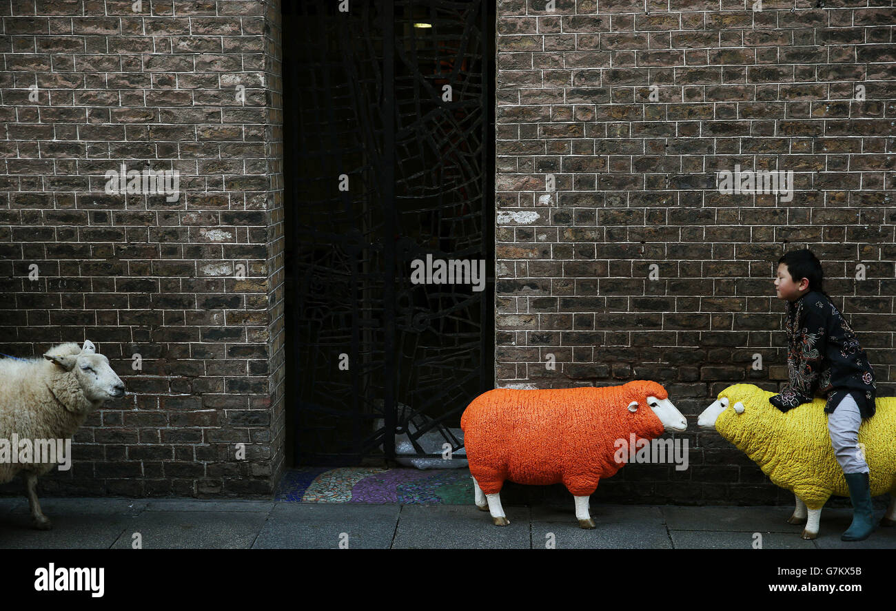 Luke Wang, 7, and 'Lincoln' the sheep at the launch of the Chinese New