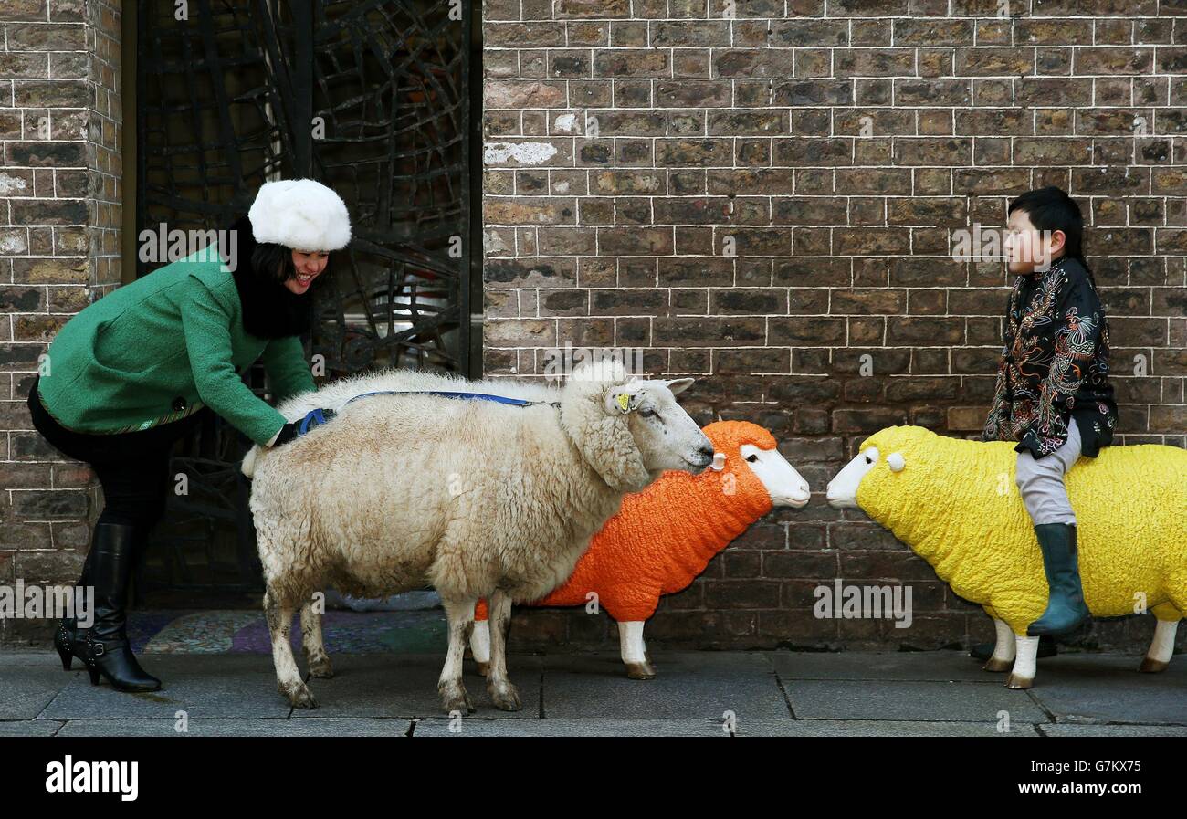Amy-Yin Zhang tries to get 'Lincoln' the sheep to co-operate as Luke Wang, 7, looks on, at the launch of the Chinese New Year festival 'The Year of the Sheep, in Dublin. Stock Photo