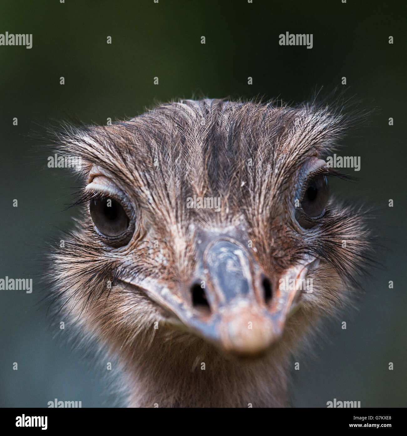 Head shot of an Emu looking straight into the camera at the South Lakes Safari Zoo in the summer of 2016. Stock Photo