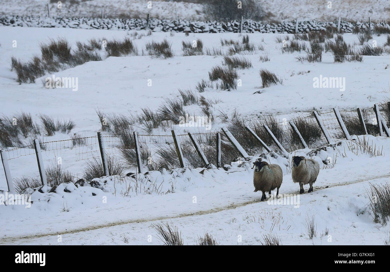 A general view of sheep in the snow in the Glens of Antrim, as an orange weather alert is announced in Northern Ireland. Stock Photo