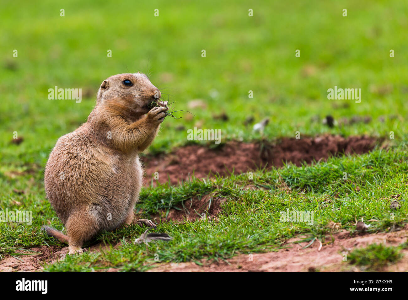 A lone prairie marmot stands on its hind legs to eat next to its burrow. Stock Photo