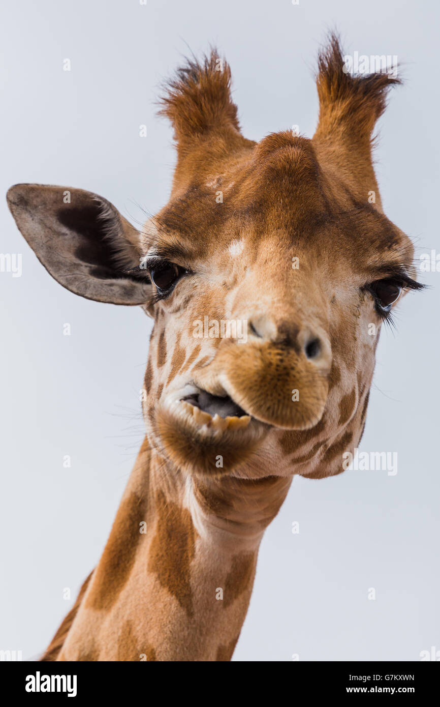 West African giraffe seen chewing during the summer of 2016 at the South Lakes Zoo. Stock Photo