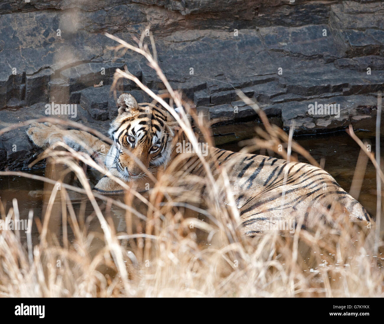 The image of Tiger ( Panthera tigris ) arrowhead or T84 was taken in Ranthambore, India Stock Photo