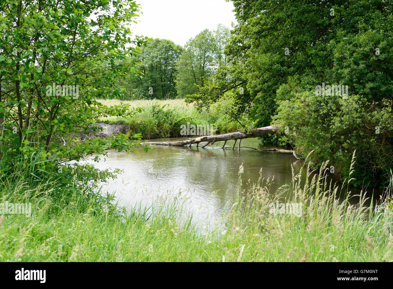 Bystrzyca river and green meadow near Lublin, Poland Stock Photo