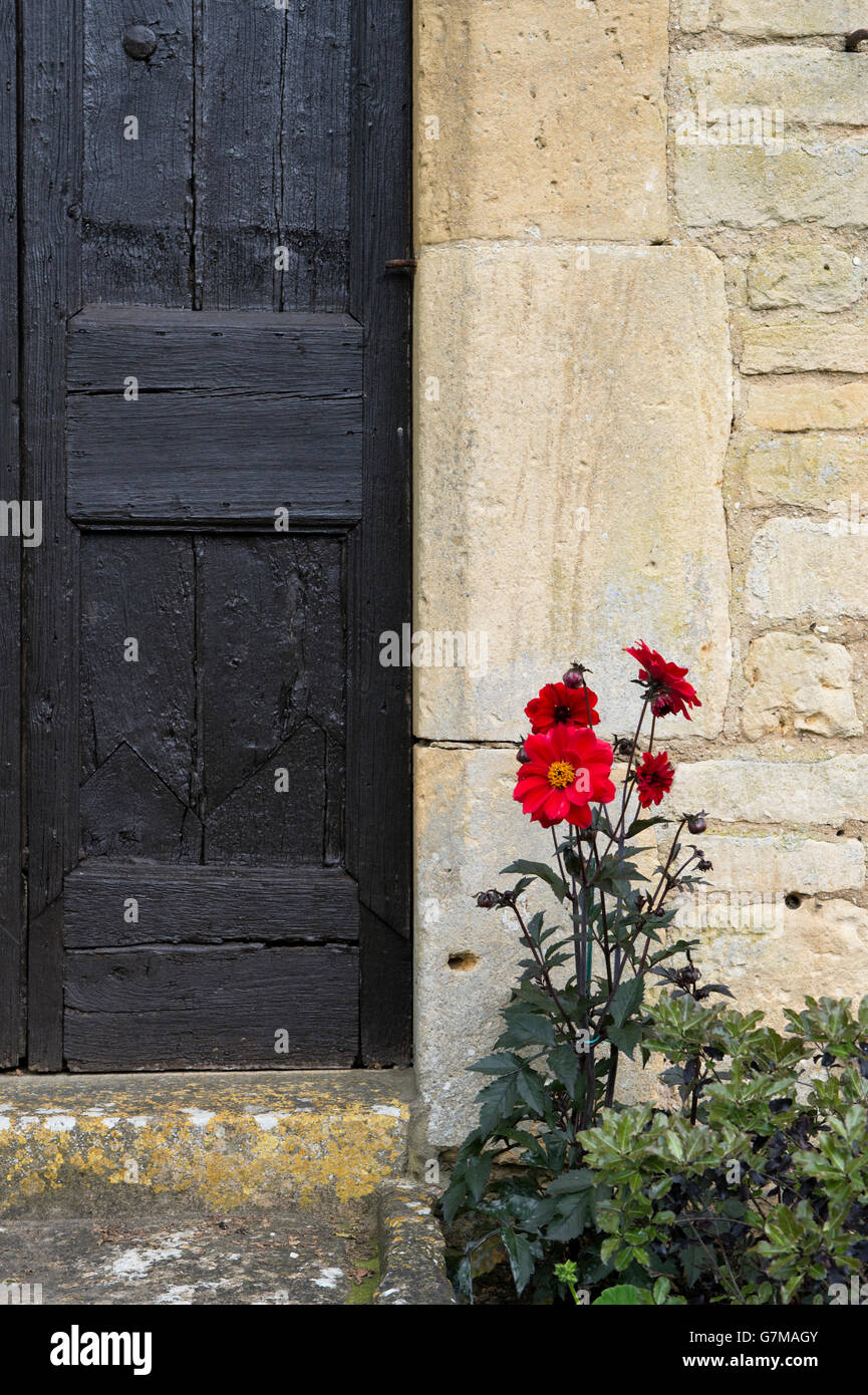 Red dahlia flowers by old black wooden house doors. Chipping campden, Cotswolds, Gloucestershire, England Stock Photo