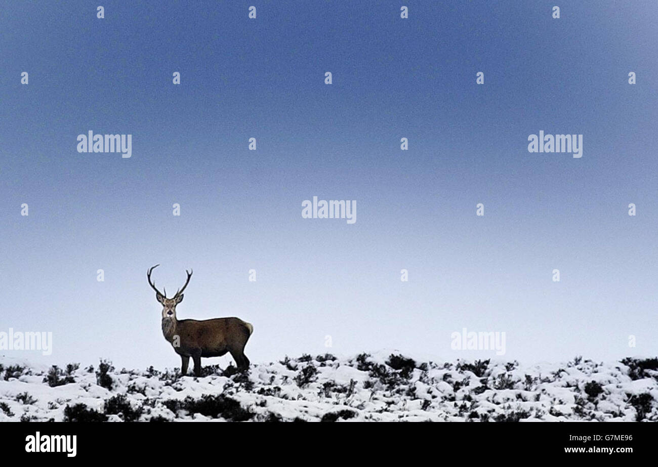 A wild red deer stag. The biggest species of wild deer in Scotland. Stock Photo