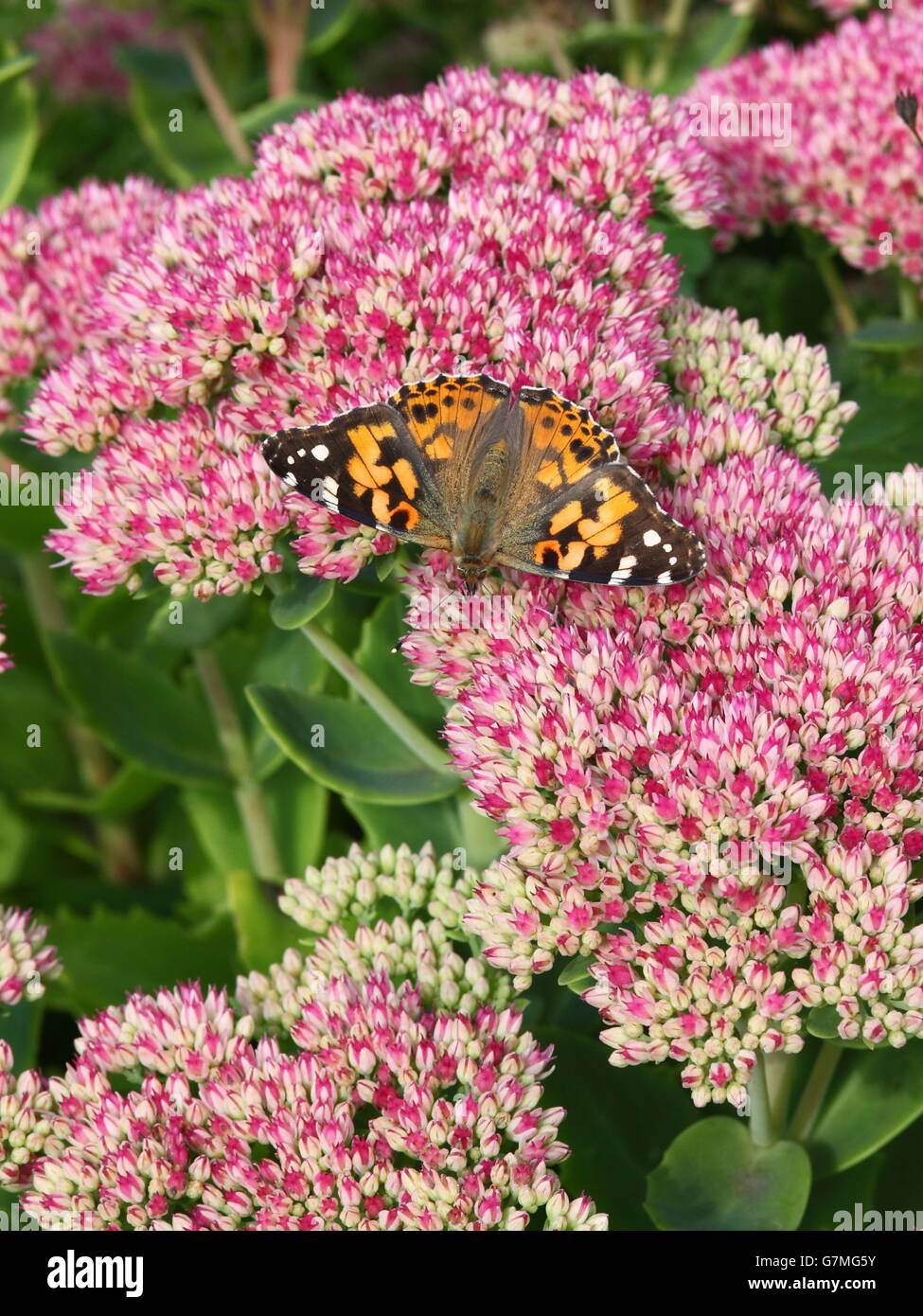 A Painted lady butterfly, Cynthia cardui, rests on the pink flowers of a Sedum spectabile plant in a summer garden. Stock Photo