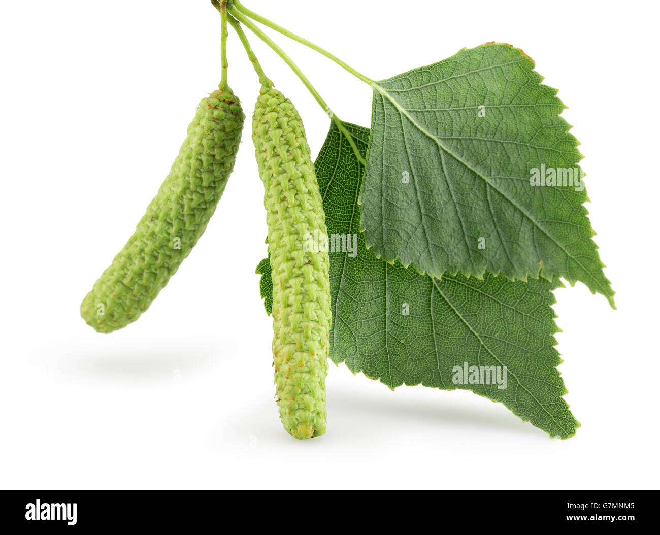 green birch buds isolated on the white background. Stock Photo
