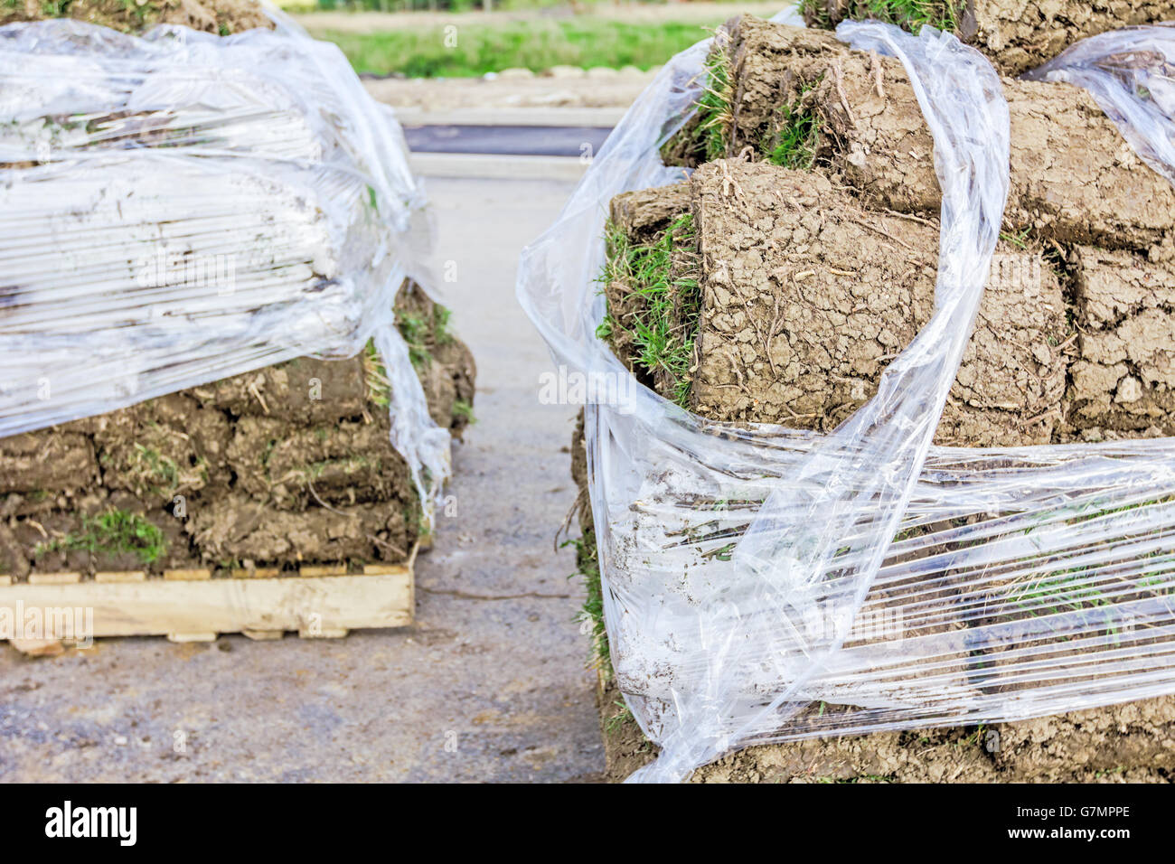 Stack of turf grass rolls for a lawn piled on wooden pallet Stock Photo