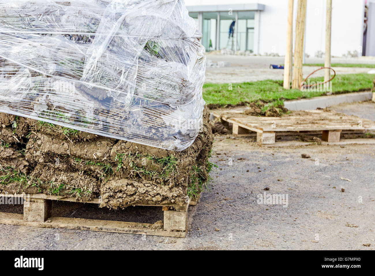 Stack of turf grass rolls for a lawn piled on wooden pallet Stock Photo