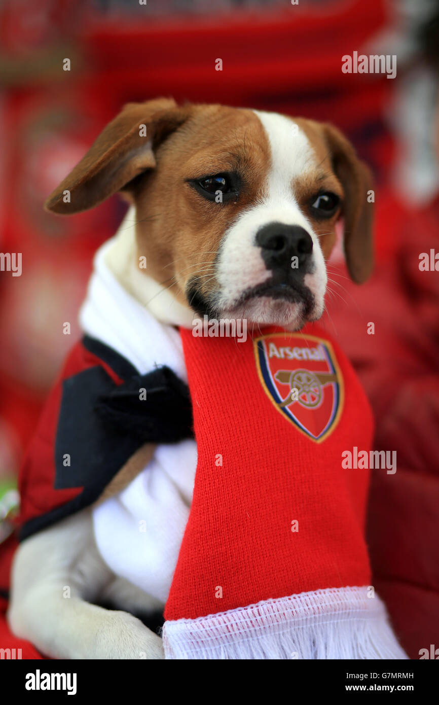 Soccer - FA Cup - Fifth Round - Arsenal v Middlesbrough - Emirates Stadium.  A pet dog wearing Arsenal colours