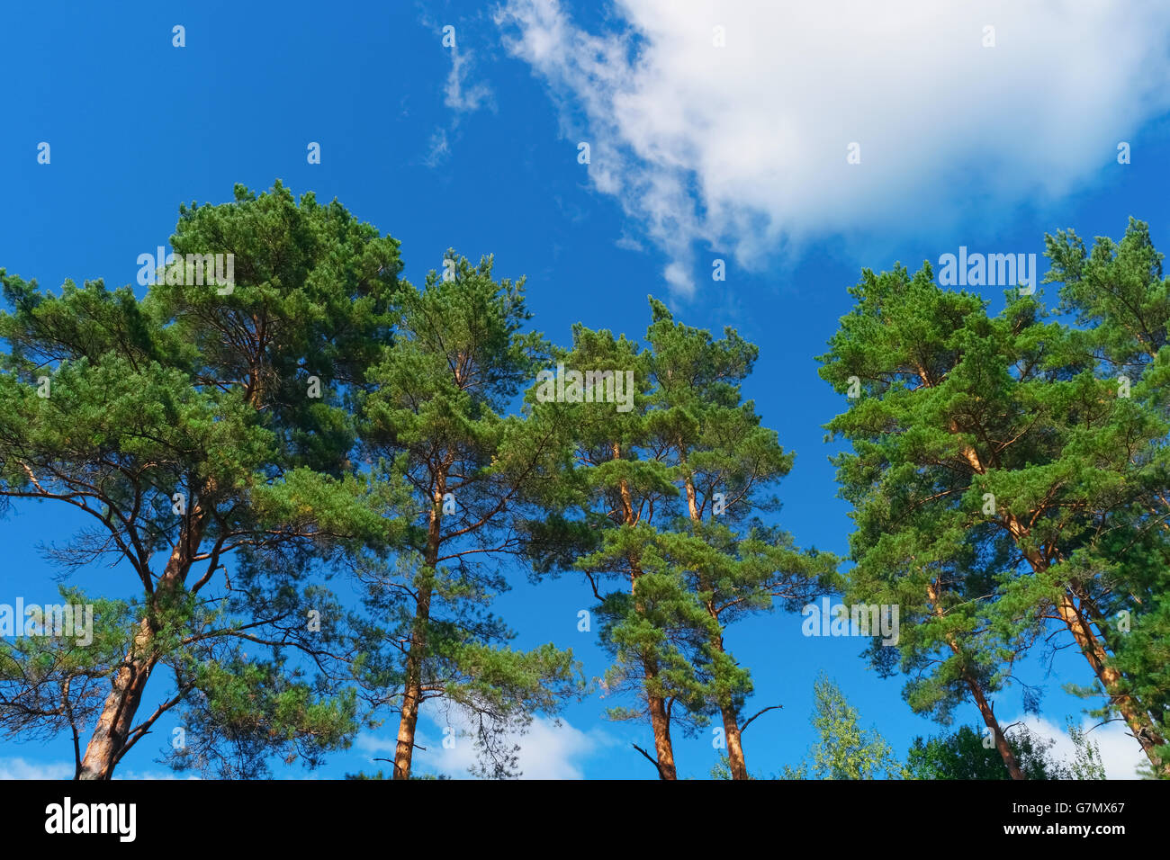 Pine trees on summer day in forest on blue sky background Stock Photo ...
