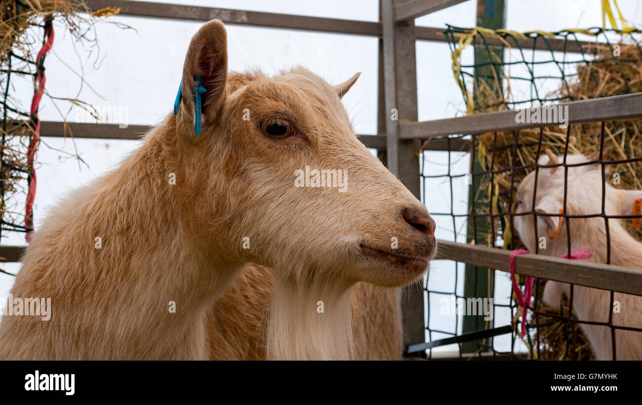 Brown Pygmy Goat In Pen Stock Photo Alamy brown-pygmy-goat-in-pen-stock-photo-alamy