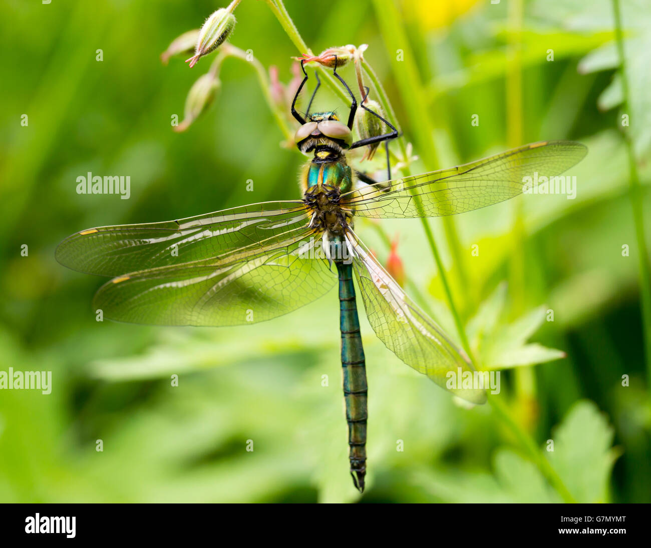 Dragonfly close up hi-res stock photography and images - Alamy
