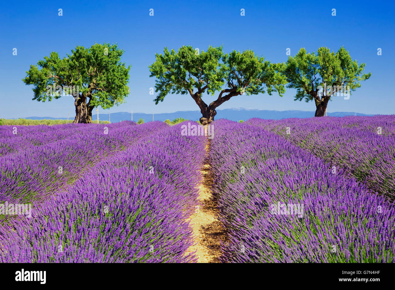 lavender fields of the French Provence Stock Photo