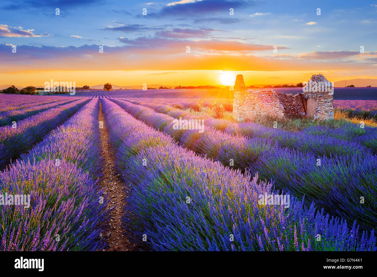 Sun is setting over a beautiful purple lavender filed in Valensole. Provence, France Stock Photo