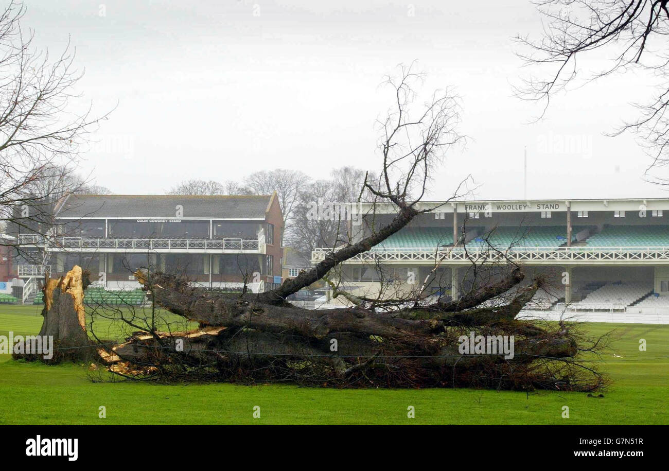 The famous Lime Tree at the St. Lawrence Cricket Ground, the home of Kent County Cricket Club, lying in pieces after being blown over in high winds during the weekend. Stock Photo