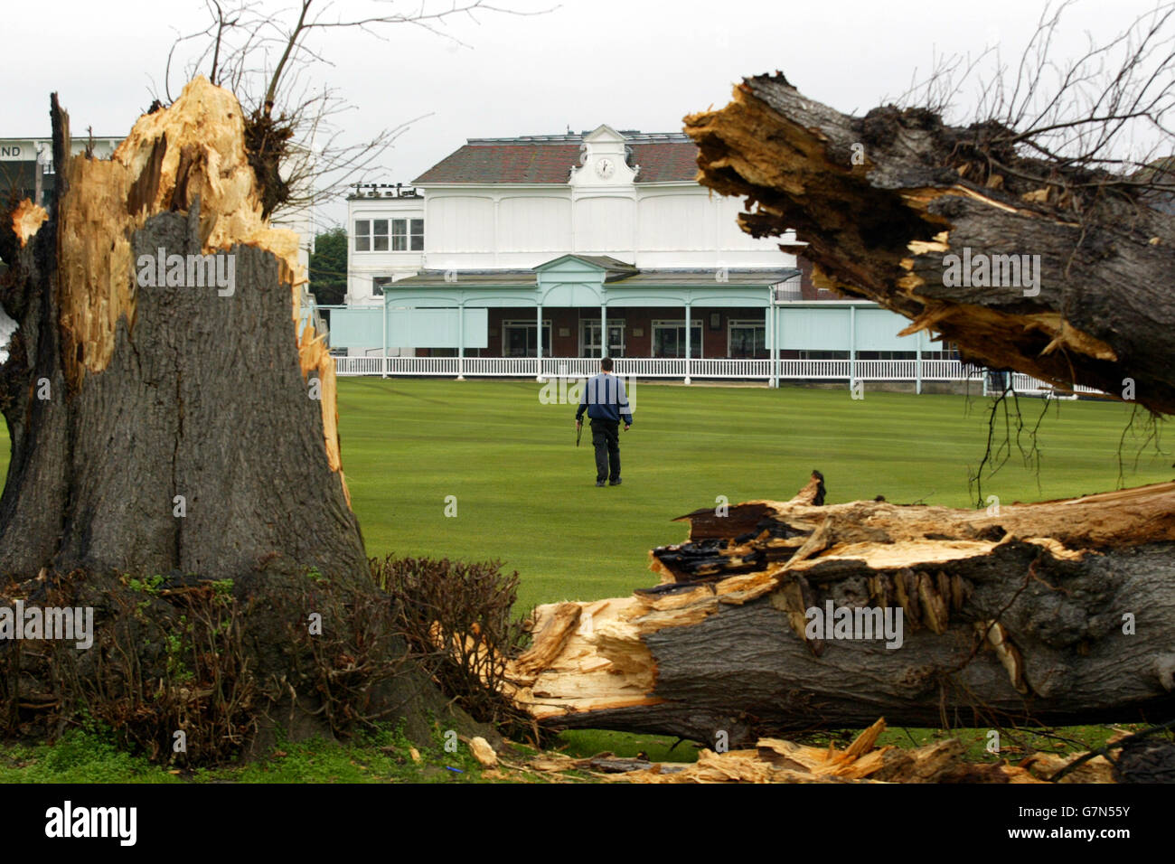 Simon Williamson Assistant Head Groundsman surveys whats left of the famous Lime Tree at the St. Lawrence Cricket Ground, the home of Kent County Cricket Club, after it was blown over in high winds during the weekend. Stock Photo