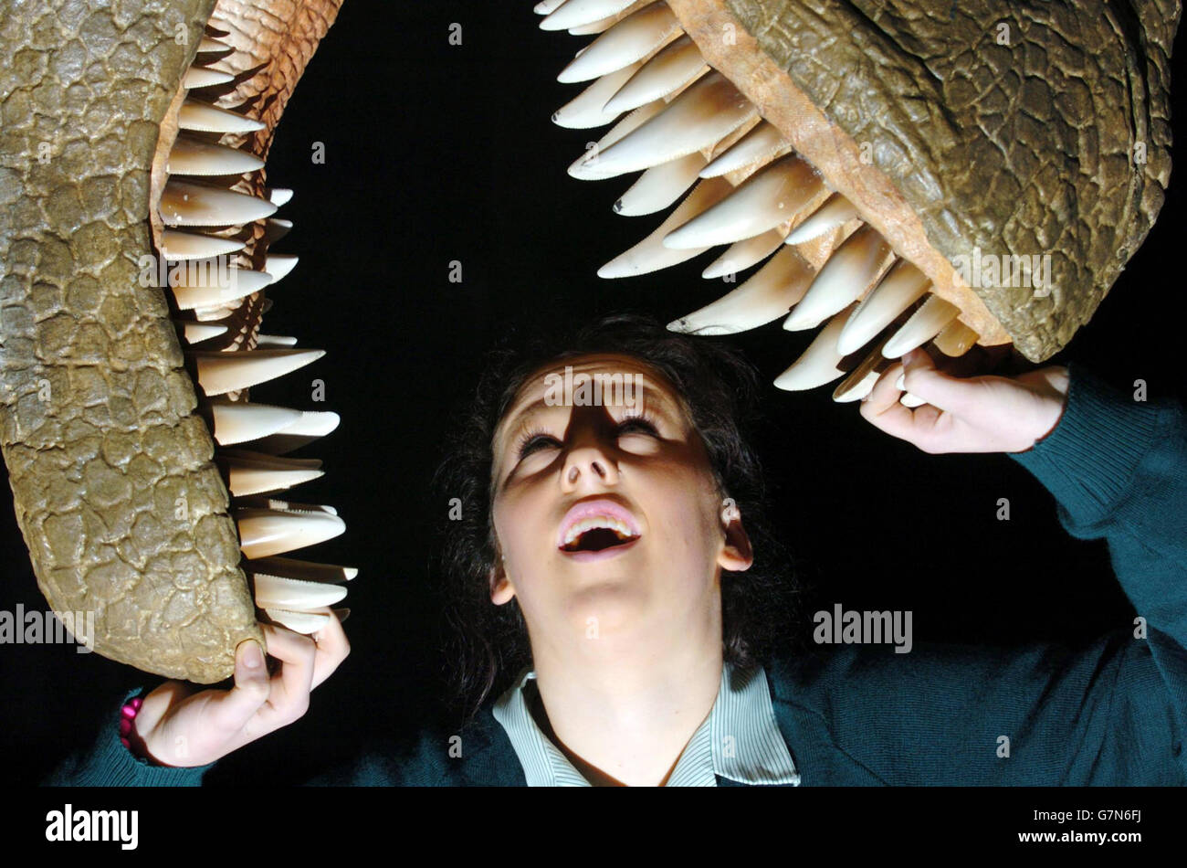 Fiona McVerry, from the Holy Child School, Killiney, County Dublin, places her head in the jaws of an almost life-size Tyrannosaurus Rex. Stock Photo